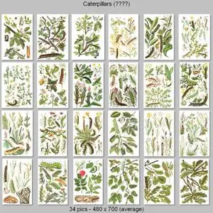 Caterpillars (Plates - date unnknown)