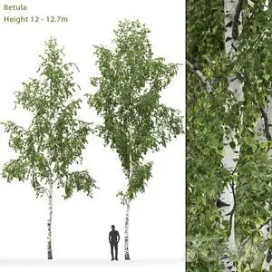 3DSky - Birch Betula