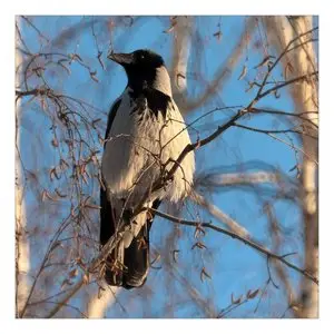 Photos of animals #3 - Birds