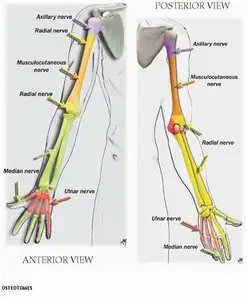 Landmarks for Peripheral Nerve Blocks: Upper and Lower Extremities by Didier A. Sciard MD [Repost]