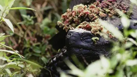 Extinct or Alive S02E01