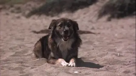 Malibu Beach (1978)