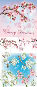 Cherry Blossoms Vector