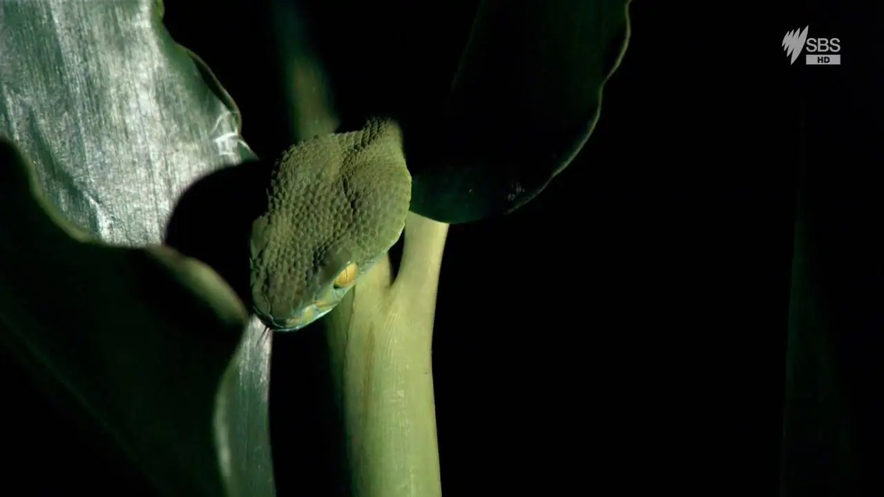 SBS - Wild Thailand (2014)
