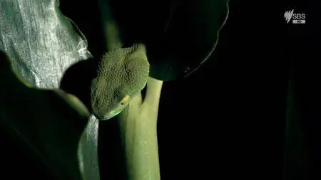 SBS - Wild Thailand (2014)