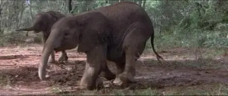 Animals Are Beautiful People (1974)