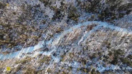 Amur Tiger: Secret Kingdom - National Geographic