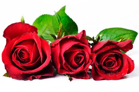 Wallpapers - Roses (HQ)