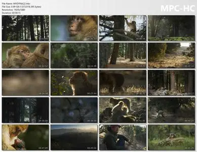 BBC - Dynasties II Macaque (2022)