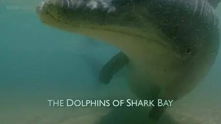 BBC Natural World - The Dolphins of Shark Bay (2010)