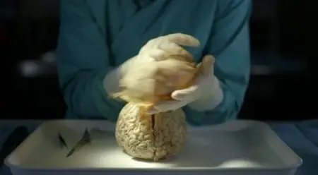 BBC - Horizon: What Makes us Human (2013)