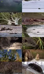 National Geographic: Dam Beavers (2009)