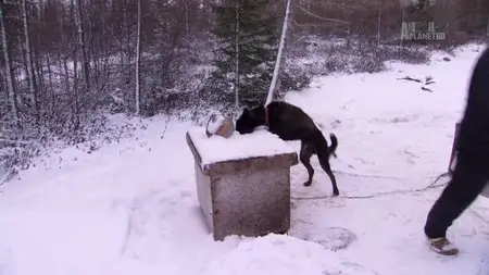 Animal Planet - On The Edge Churchill (2015)