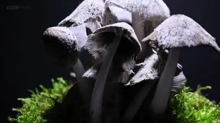 BBC - The Magic of Mushrooms (2014)
