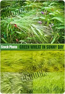 Stock Photo: Green wheat in sunny day