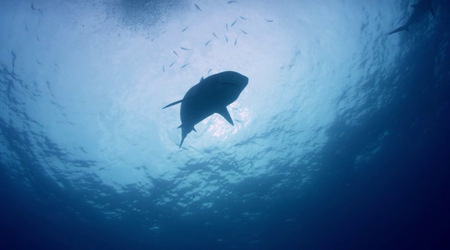 Great Barrier Reef with David Attenborough (2015)