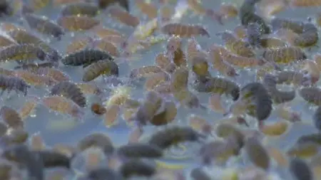 Water Life: Episode 9 - Water's Skin / Mundos de agua / Водная жизнь. Серия 9 - Кожа воды (2008) 