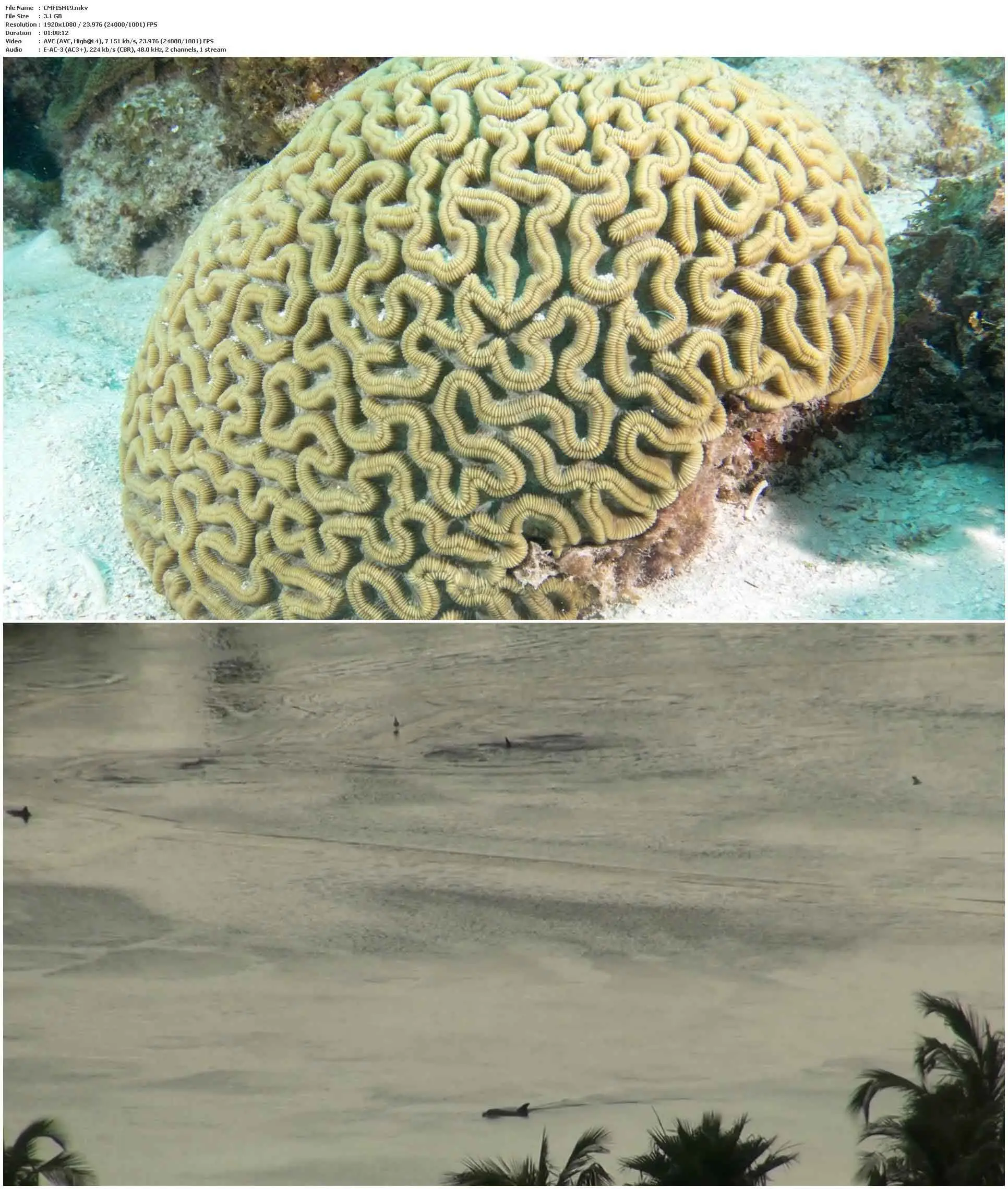 Fish School 2 (2019)