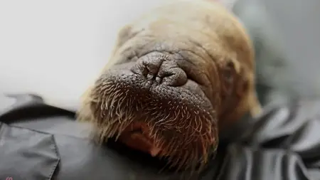 PBS Nature - Walrus: Life on Thin Ice (2025)