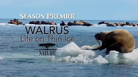 PBS Nature - Walrus: Life on Thin Ice (2025)