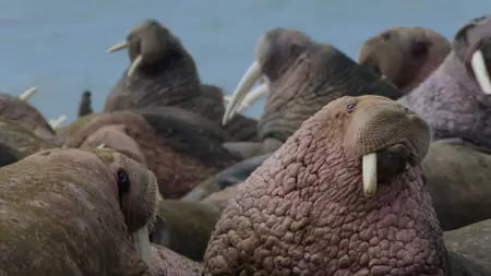PBS Nature - Walrus: Life on Thin Ice (2025)