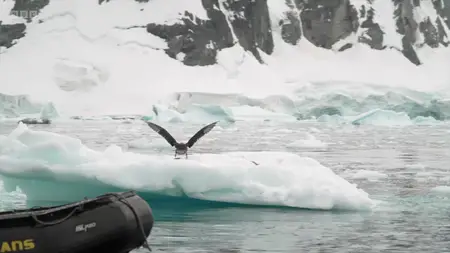 BBC - Secrets of Antarctica's Giants (2024)