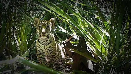 BBC Natural World - Jaguars: Brazil's Super Cats (2016)