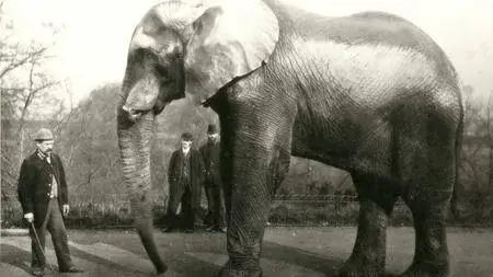 BBC - Attenborough and the Giant Elephant (2017)