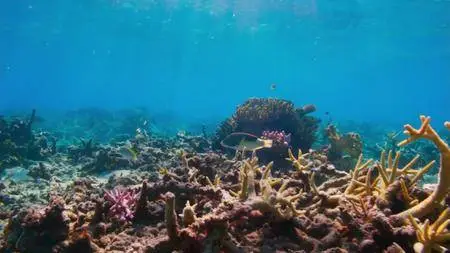 Blue Planet II S01E01