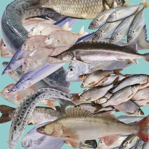 PSD Template - Fresh Fish
