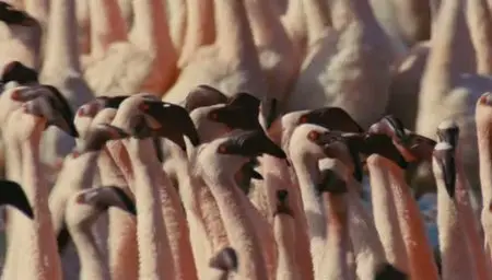 (Fr5) Les ailes pourpres, le mystère des flamants (2011)