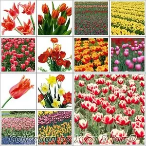 The Flower Collection: Tulip Series 1-7