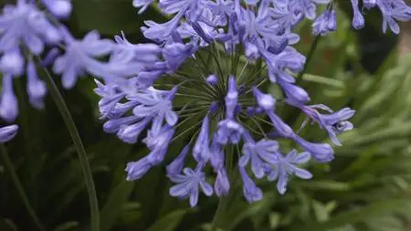 BBC - A Year in an English Garden: Flicker and Pulse (2017)