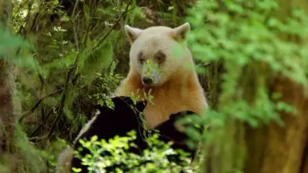 BBC - Natural World: Ghost Bear Family (2015)