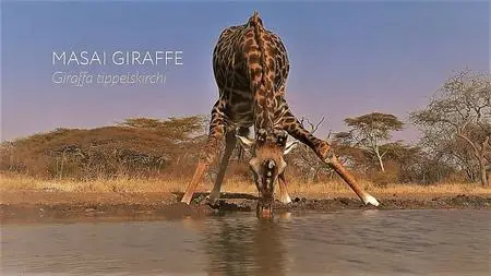 PBS-BBC EARTH - Life at the Waterhole: Series 1 (2021)