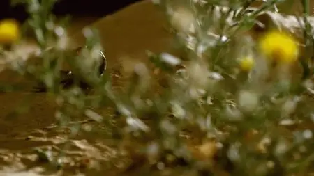 Dead by Dawn S01E01