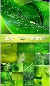 Stock Vector: Green Leaf