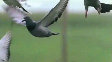 Pigeons, les maîtres du ciel