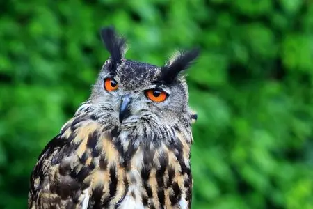 Photos of animals #3 - Birds