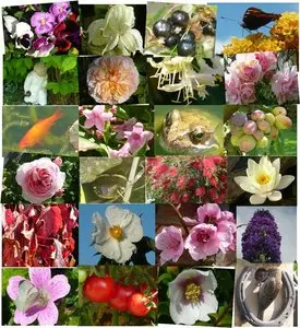Medicinal and Aromatic Plants - 50 Volume Set