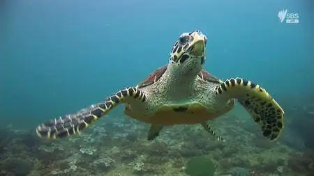 SBS - Wild Thailand (2014)