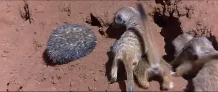 Animals Are Beautiful People (1974)