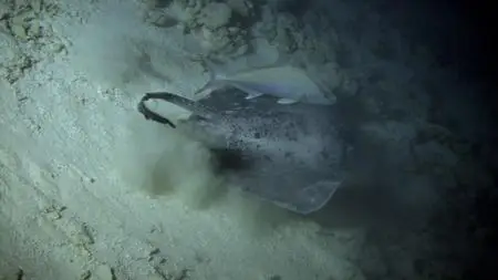 Deep Ocean: The Lost World Of The Pacific (2015)