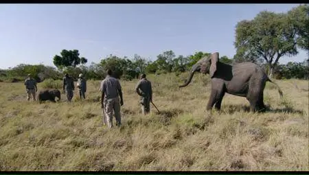 Naledi: A Baby Elephant's Tale (2016)