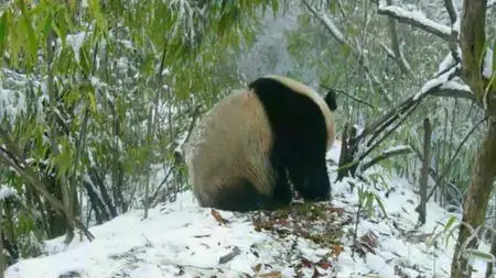 PBS - NATURE: Pandas - Born to be Wild (2020)