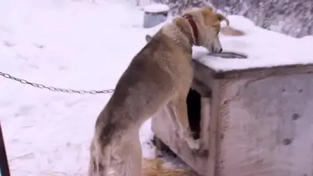 Animal Planet - On The Edge Churchill (2015)