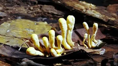 BBC - The Magic of Mushrooms (2014)