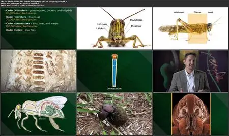 TTC Video - Why Insects Matter: Earth’s Most Essential Species
