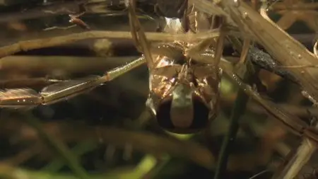Water Life: Episode 9 - Water's Skin / Mundos de agua / Водная жизнь. Серия 9 - Кожа воды (2008) 