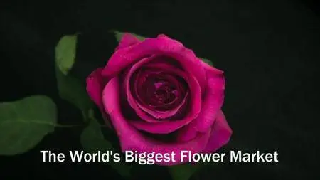 BBC - The World's Biggest Flower Market (2016)